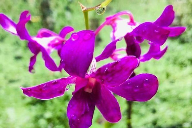 Discover Nadi Tour - What the Tour Includes and What to Consider