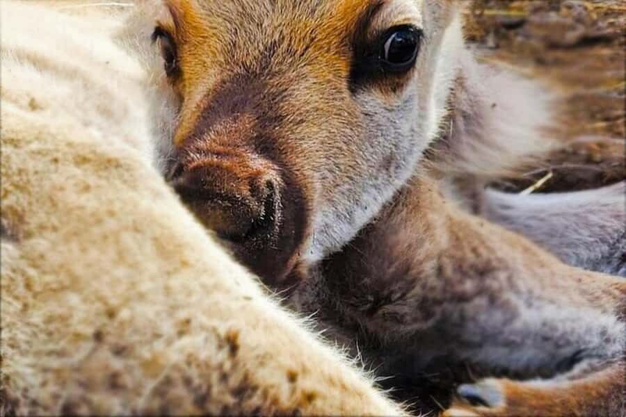 Dog Sledding & Animal Adventures Anchorage Pickup - Who Will Love This Tour?