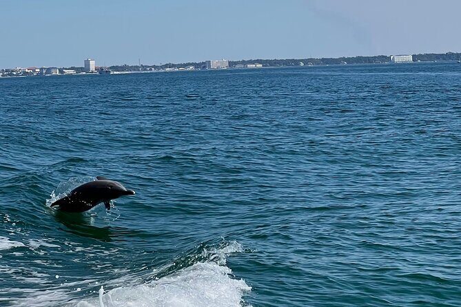 Dolphin Sightseeing and Shell Island Snorkel Tour - Who Is This Tour Best For?