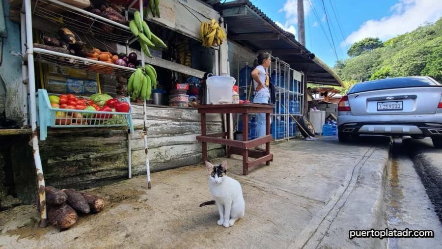 Dominican Republic Countryside Safari Tour from Puerto Plata - The Tropical Garden and Animal Encounters