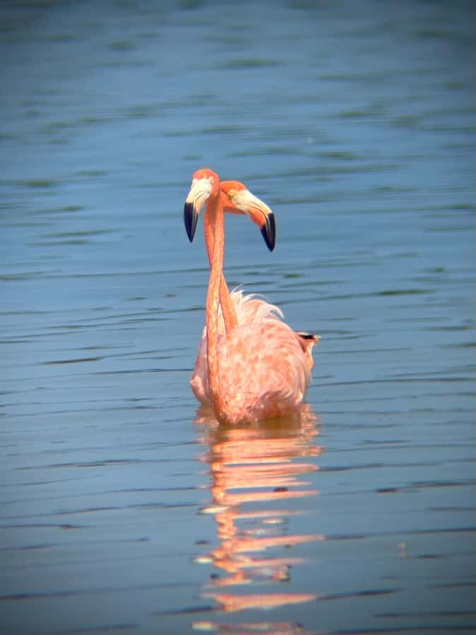 ECOSAFARI: Explore the mangroves, flamingos and crocodiles. - A Closer Look at the Tour Experience