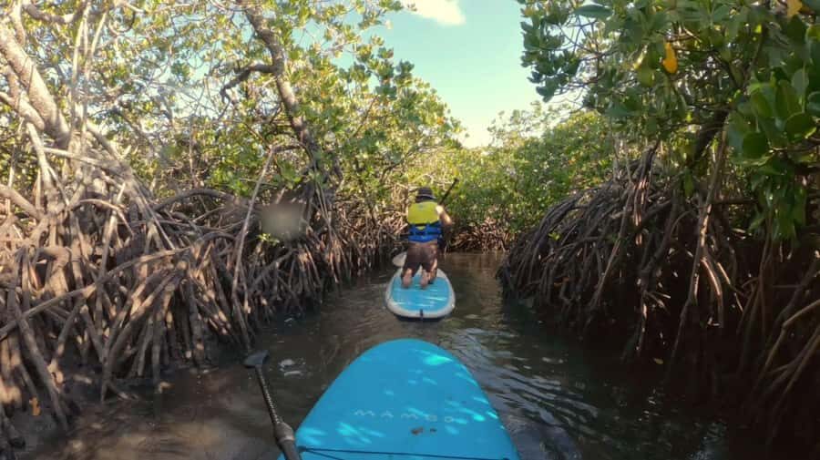 Epic Stand Up Paddle -Stingray & Mangrove Tour (Full Guided) - What It’s Like to Paddle in Noosa