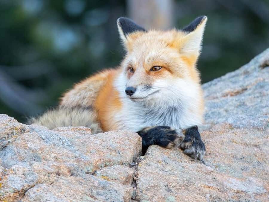 Estes Park: Rocky Mountain Top of the World Adventure Tour - Why This Tour Offers Great Value