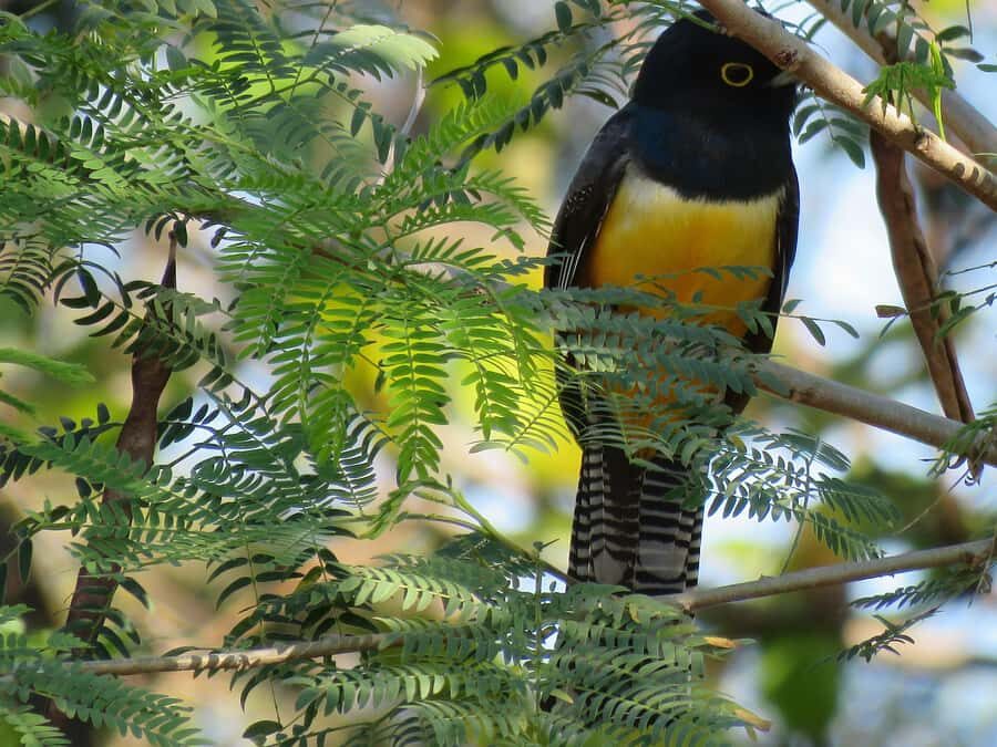 Exclusive birdwatching tour in Campeche - Who Should Consider This Tour?