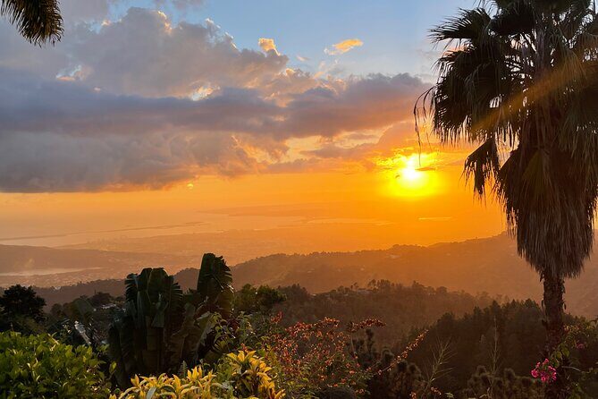 Exotic Blue Mountain Coffee Tour - What’s Included and What’s Not