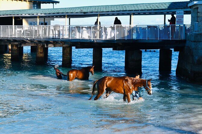 Experience the Swimming Horses at Carlisle Bay & the Garrison - The Garrison: Barbados’ Historic Heart