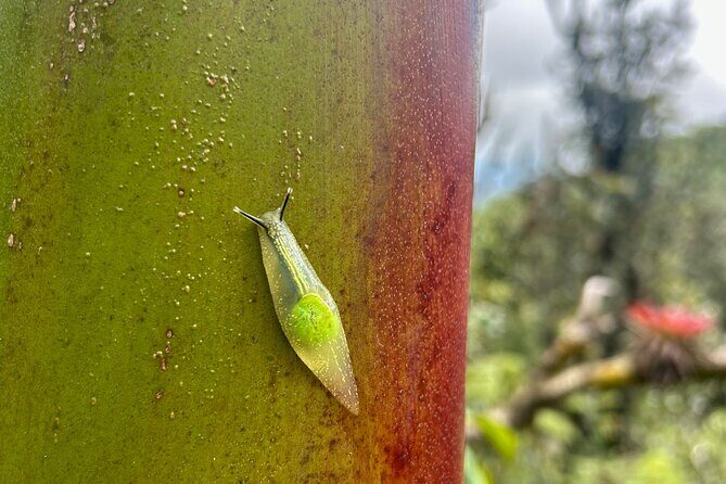 Explore El Yunque National Forest Guided Nature Adventure - The Guides: Why They Make a Difference