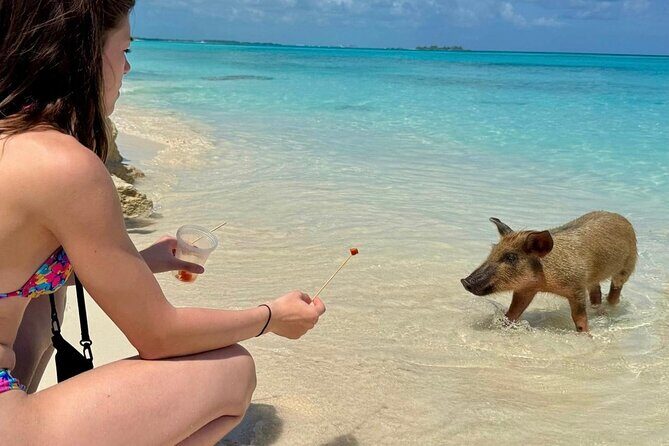 Fast Track Swimming Pigs Encounter - Whats Included and Whats Not