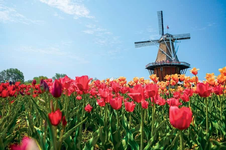 From Chicago:1-Day Windmill Island w/Seasonal Tulip Upgrade - Windmill Island Gardens