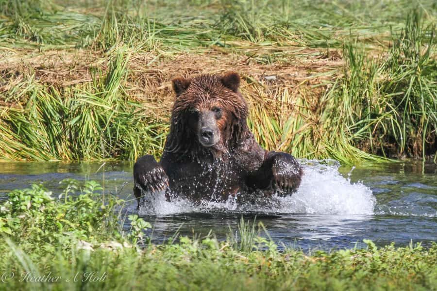 From Juneau: Exclusive Tongass Locally Guided Bear Viewing - The Itinerary in Detail