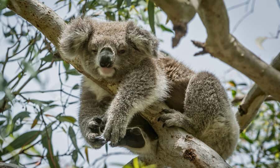 From Melbourne: Great Ocean Road Full-Day Sunset Tour - What Sets This Tour Apart