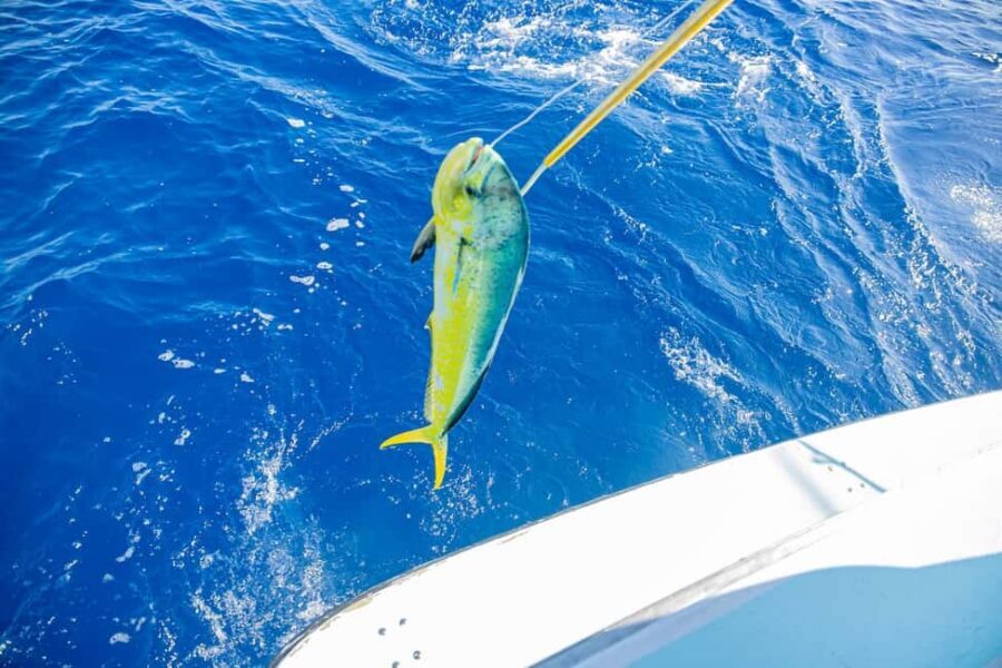 From Punta Cana: Deep Sea Fishing Tour by Boat with Drinks - Who Should Consider This Tour?
