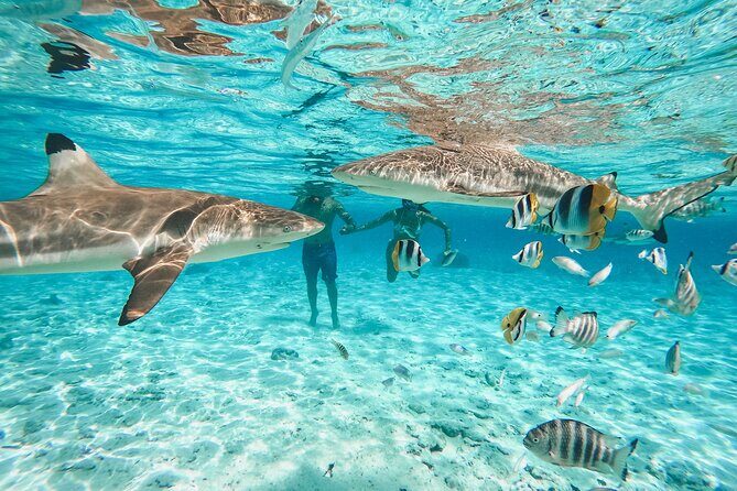 Full Day Lagoon Group Tour in Bora Bora with Lunch - Detailed Breakdown of the Itinerary