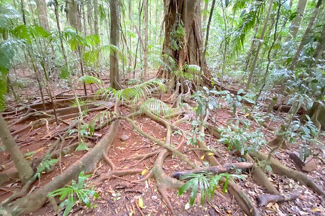 Glass House Mountains Tour with Lunch, Lookouts, and Nature Walks - Frequently Asked Questions