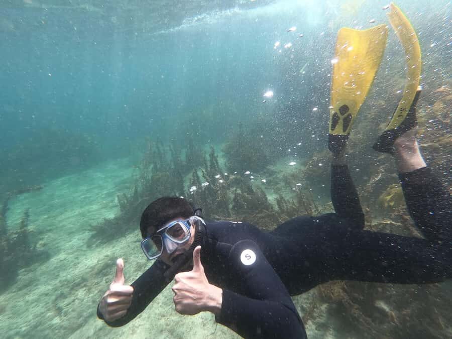 Goat Island Guided Snorkelling Tour For Advanced - What Makes This Tour Stand Out?