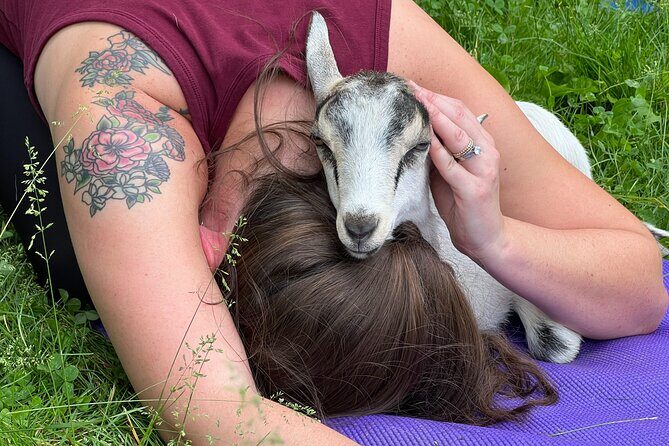 Goat Yoga Experience in Asheville - Final Thoughts: Is It Worth Your Time?