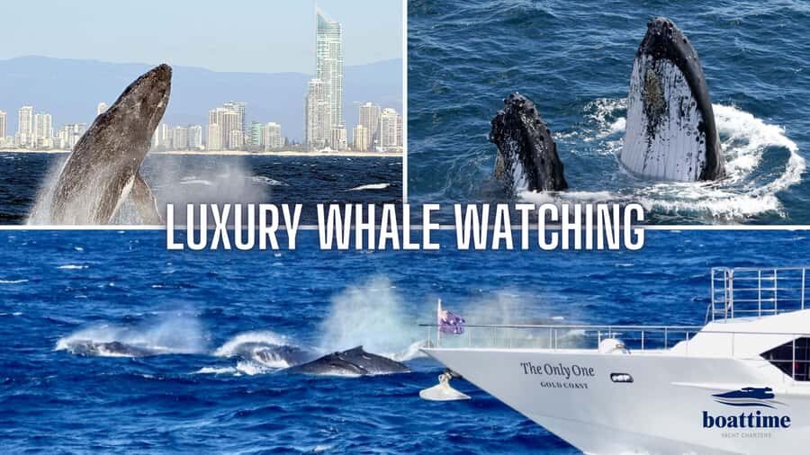 Gold Coast: Luxury Whale Watching Tour - How the Itinerary Unfolds