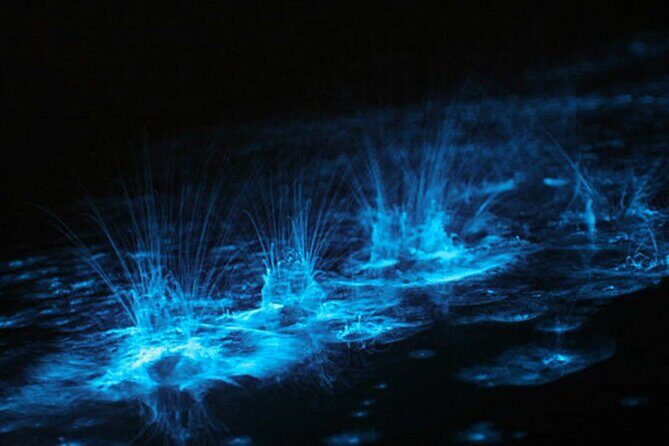 Grand Cayman Bioluminescence Experience - Who Will Love This Tour?