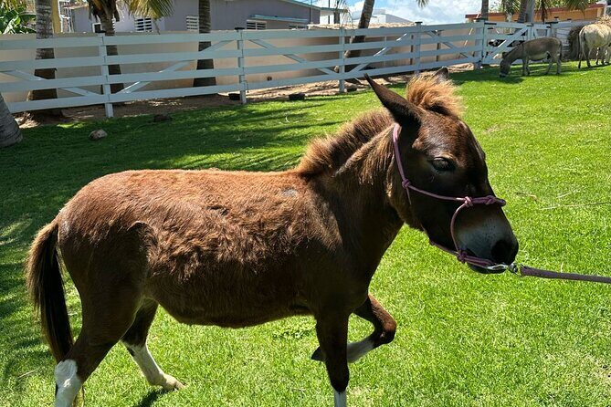 Guided Hike with Miniature Donkeys to a Secluded Beach - The Itinerary: A Closer Look