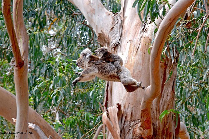 Guided Koala Walk and Bushfire ecology tour - The Practical Aspects