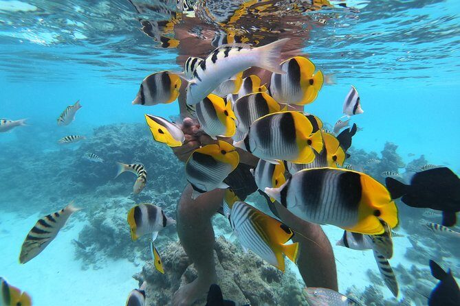 Half Day Snorkeling in Moorea - Authentic Experiences from Reviews