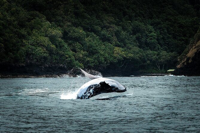 Half Day Whale Watching in a Small Shared Group - What to Expect on the Tour