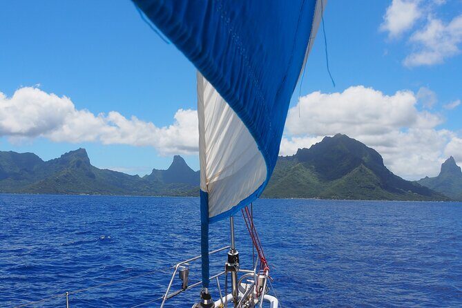 Half day whale watching - Without launch - Practical Details and Tips for Travelers