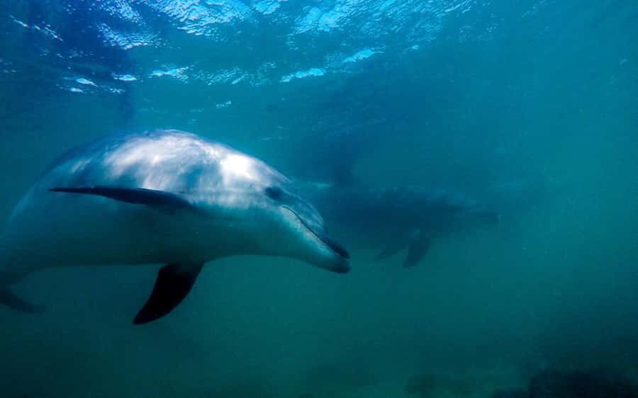 Hauraki Gulf: Hammerhead Experience Dive Charter - What the Experience Includes