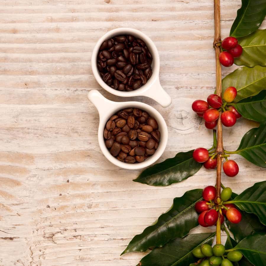 Hawaii Hala Tree Coffee: Coffee Cupping Workshop - What to Expect at the Coffee Cupping Workshop