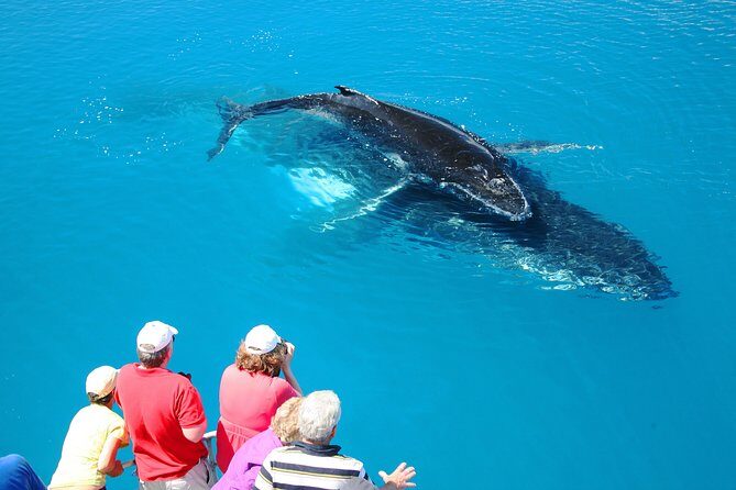 Hervey Bay Whale Watching Cruise - Authentic Feedback from Past Travelers