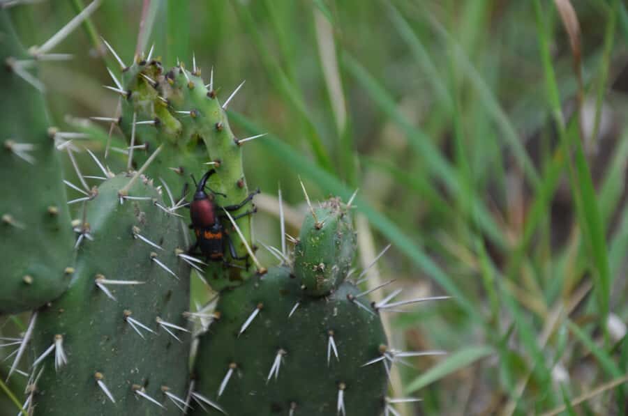 Hiking in Benito Juárez National Park - What You Can Expect: The Day in Nature