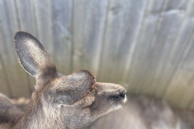 Hobart Signature Shore Excursion Small Group - Practicalities and Value