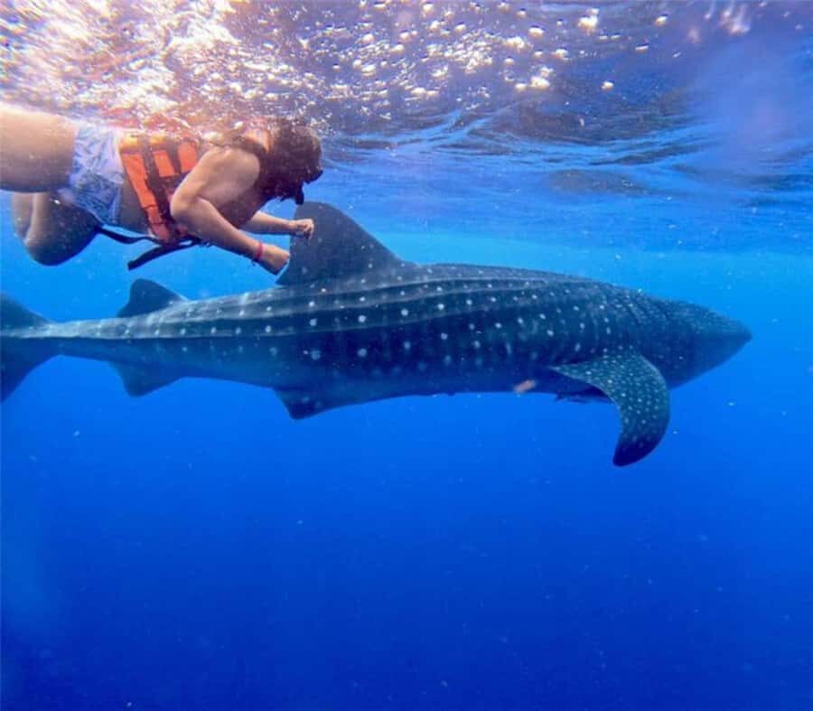 Holbox: Whale Shark and Catoche Island Tour with Snorkeling - What Youll Love About This Tour
