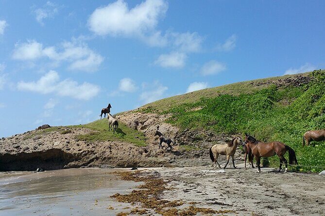Horseback Riding Adventure Tour in St. Lucia - Guides and Safety: Why They Matter