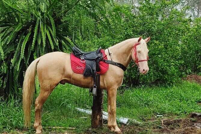 Horseback Riding tour near Santo Domingo with pick up and dropoff - The Real-World Experience: What Travelers Say