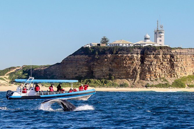 Humpback Whale Encounter Tour from Newcastle - Final Thoughts: Who Should Book This Tour?