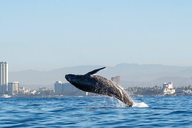 Humpback Whale Tour, 4 Hours with Food and Outdoor Bar - Who Will Love This Tour?