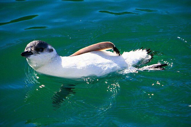 Iconic Wildlife Tour with Yellow Eyed Penguins & Royal Albatross - Frequently Asked Questions