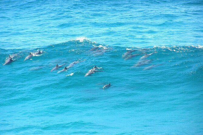 Island Pub Crawl with Lunch and High Speed Boat Tour in Brisbane - Practical Details and What to Expect