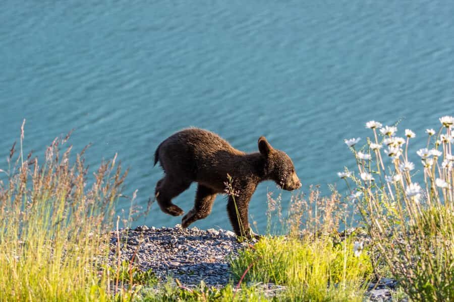 Jasper: Wildlife and Sightseeing Tour with Lakeshore Hike - The Experience in Action