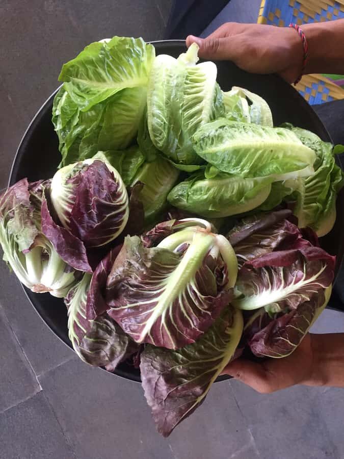 Jean Talon Market Walking Tour x Michelin-Trained Chef - What Makes this Market Special?