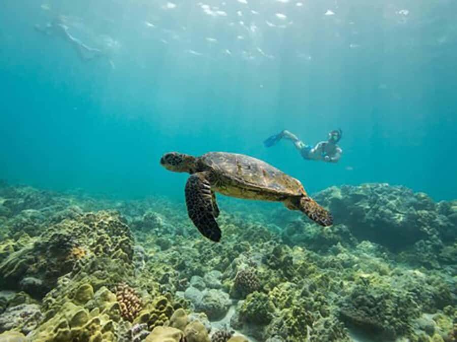 Kailua Kona: Kealakekua Bay Snorkeling Tour with Lunch - The Practicalities