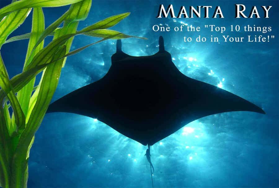 Kailua-Kona: Manta Ray Night Snorkel SMALL GROUP - Meeting Point and Practical Details