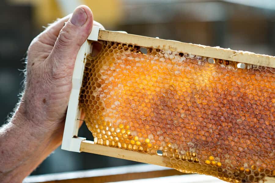 Kangaroo Island: Food and Wine Guided Day Tour - Key Points