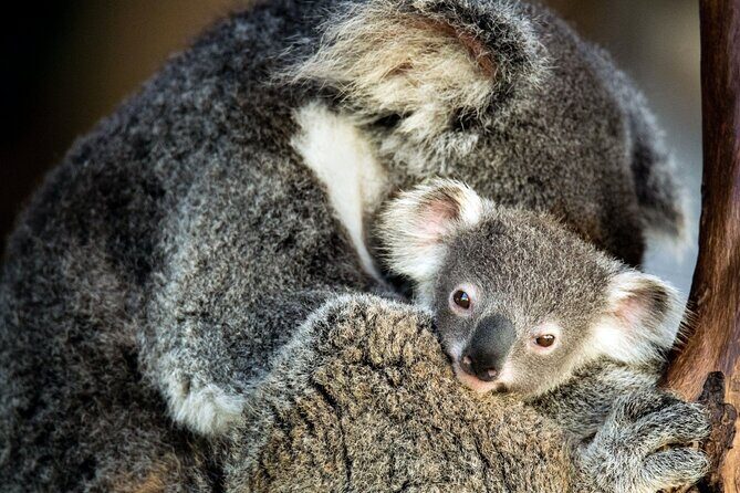 Kangaroos and Koala Experience Tour - Who Should Consider This Tour?