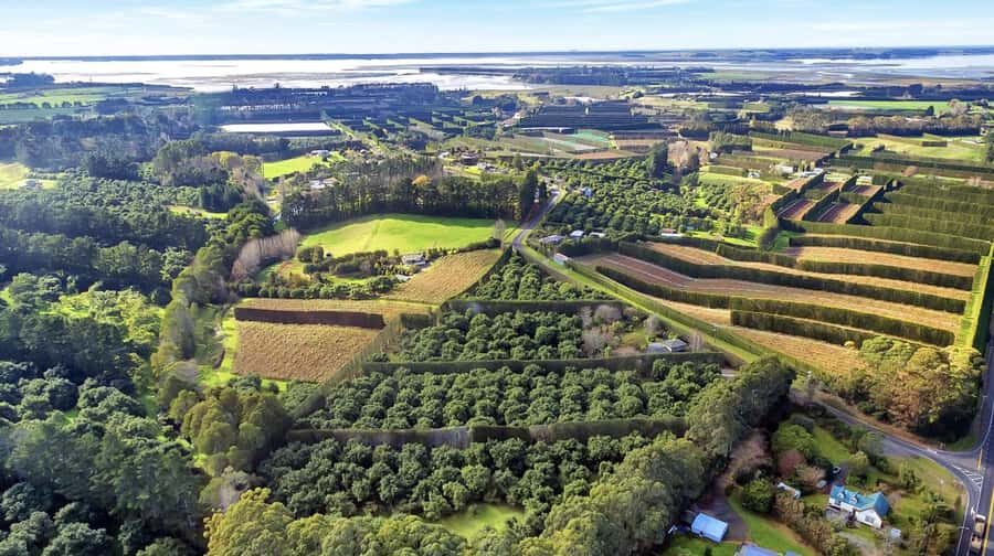 Katikati: Guided Avocado Adventures with Tasty Treats - The Native Birds and Scenic Beauty