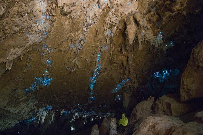 Kawiti Glow Worm Cave Tour & Opua Forest Walk - What the Tour Includes & What It Doesn’t
