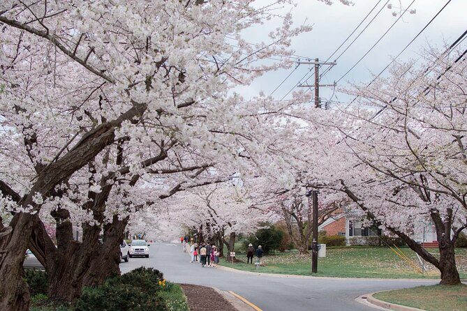 Kenwood Cherry Blossoms: Washington DC Half-Day Escape - The Itinerary in Detail