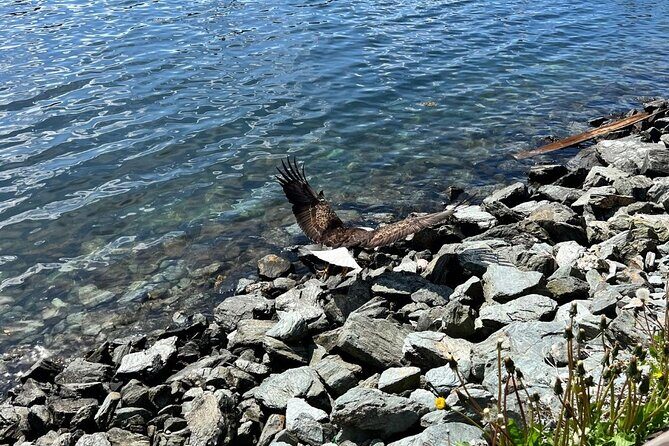 Ketchikan Rainforest Adventure Nature & Wildlife Tour - The Experience on the Ground