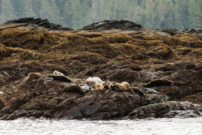 Ketchikan Waterfront & Wildlife Cruise - Who Will Enjoy This Tour?